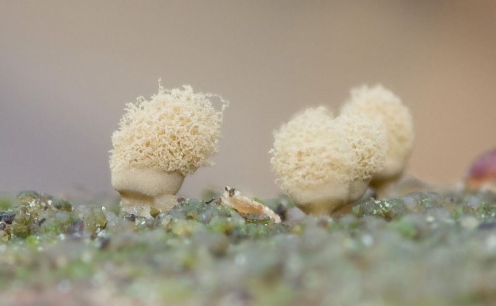 Cribraria argillacea